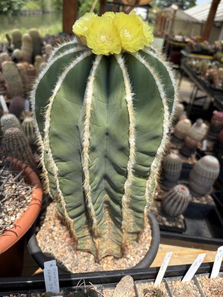 Parodia magnificus